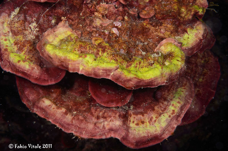 Peyssonnelis sp.